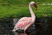 Een prachtige jonge, roze flamingo.