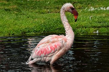 Een prachtige jonge, roze flamingo. van Corine Dekker
