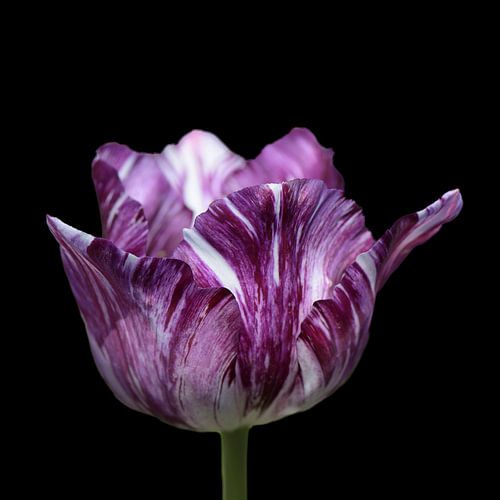 Rembrandt tulip by Barbara Brolsma