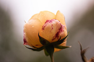 zarte orangefarbene Rose