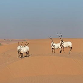 Oryxen in der Wüste von Ruth de Ruwe