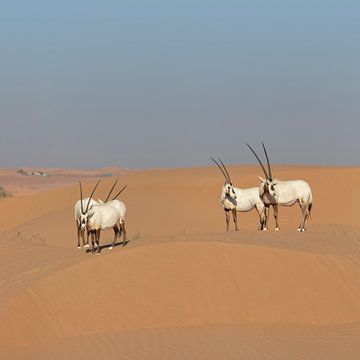 Oryxen in de woestijn van Ruth de Ruwe