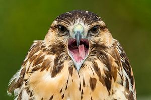 Bird of prey