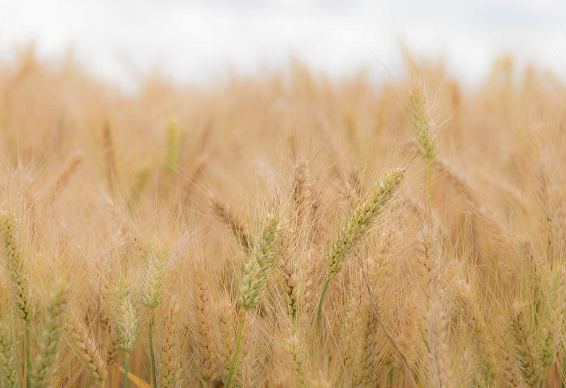 Graan, zacht bewegend in de natuur... van Ans Bastiaanssen