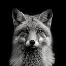 dramatic portrait of a wild fox photographed in black and white by Margriet Hulsker thumbnail