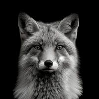 dramatic portrait of a wild fox photographed in black and white