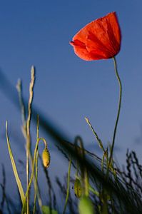 Le coquelicot