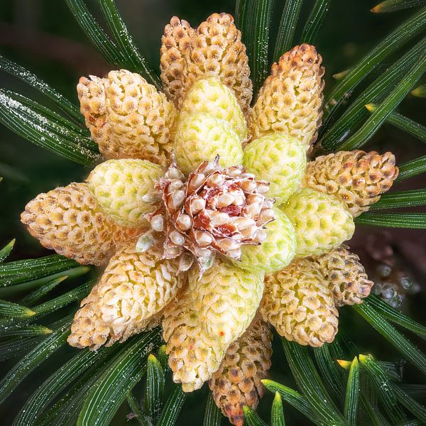 Detailaufnahme von Blüten der Krüppelkiefer, Pinus pumila von Hans-Jürgen Janda