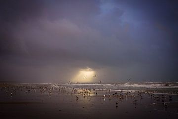 Dunes, plage et mer sur la côte néerlandaise sur Dirk van Egmond