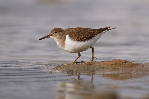 Common Sandpiper