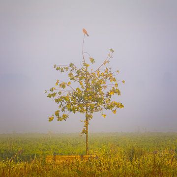 Faucon crécerelle au sommet d'un arbre sur Henk Meijer Photography