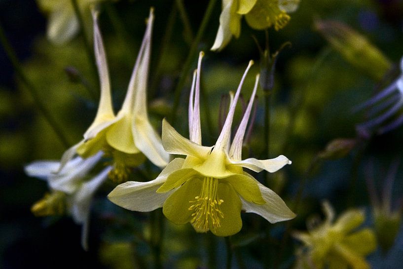 Akelei in mooie gele tinten by foto-fantasie foto-fantasie