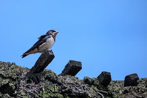 jonge boerenzwaluw (Hirundo rustica) zit op een rieten dak op een zonnige dag tegen de blauwe hemel,
