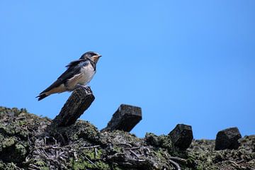 young barn swallow bird (Hirundo rustica) is perching on a thatched roof on a sunny day against the  by Maren Winter