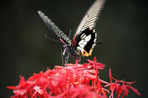 Thaise vlinder op bloem von Loraine van der Sande