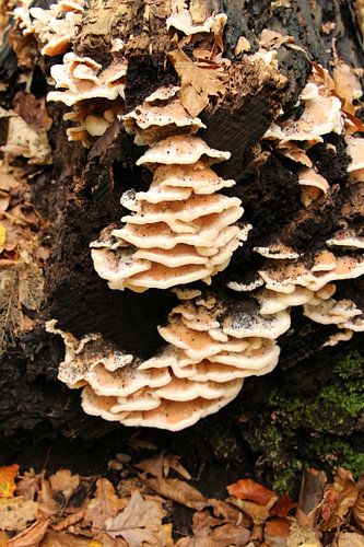Elfenbankjes