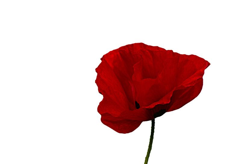 Einfach rot von Judith Veenstra