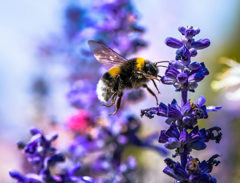 Macro d'un bourdon volant sur une fleur de sauge par ManfredFotos