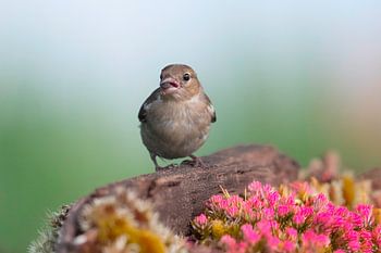 Early find ; name Female Finch (Fringilla coelebs)