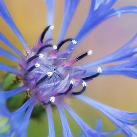 Korenbloem (Centaurea cyanus) van Tamara Witjes