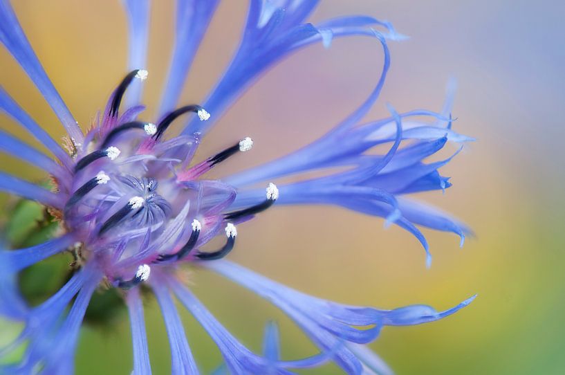 Close up of a blue cornflower by Tamara Witjes