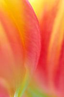 Tulp in close-up