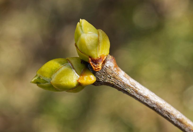 Grüne Forsythienknospen von Iris Holzer Richardson