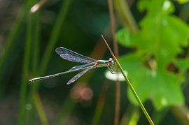Libelle von Merijn Loch