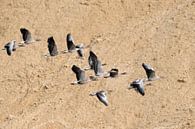 Graugänse ( Anser anser ), Trupp im Flug vor einer Wand aus Sand, Sandgrube van wunderbare Erde thumbnail