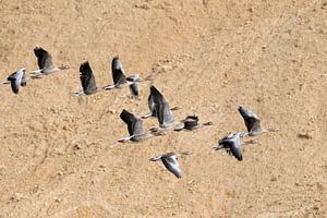 Graugänse ( Anser anser ), Trupp im Flug vor einer Wand aus Sand, Sandgrube