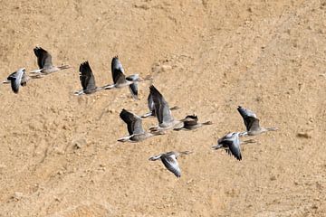 Greylag Geese ( Anser anser ) in flight through a sand pit, little flock, nice formation with geese  van wunderbare Erde