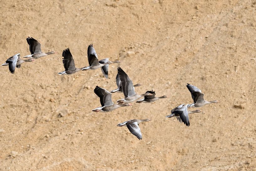 Graugänse ( Anser anser ), Trupp im Flug vor einer Wand aus Sand, Sandgrube van wunderbare Erde