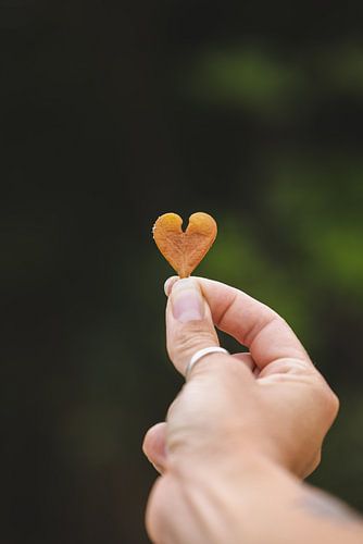 Daintree Rainforest: Een Eeuwenoud Natuurwonder