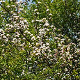 A flowering crab apple by Karsten Mücke