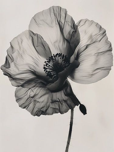 zwart-witte klaproos