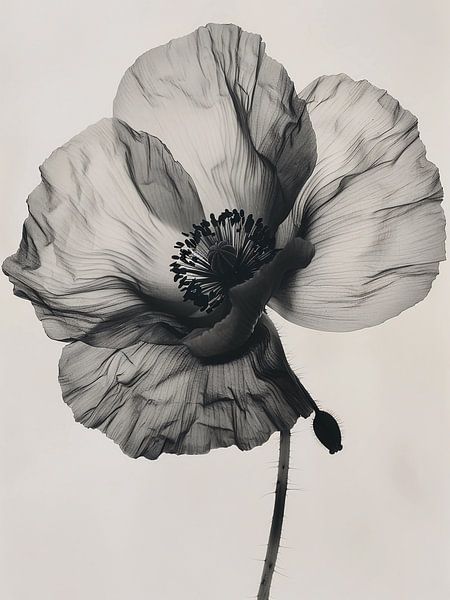 Schwarzer weißer Klatschmohn von haroulita