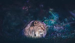 Lynx cat sur Mark Zanderink