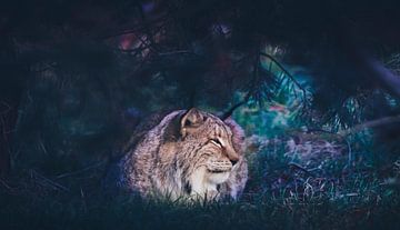 Lynx cat by Mark Zanderink