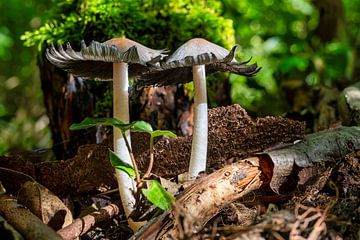 Zicht op paddenstoelen in een holle boom van Andreas Völkel