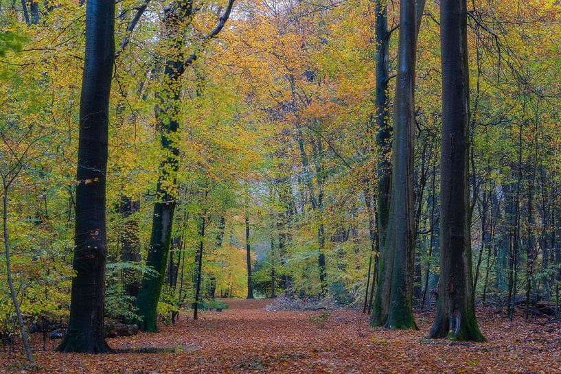 Forêt jaune par Jan Koppelaar