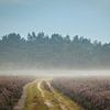 Karavaan heideschapen in de mist van Gerrit Veldman
