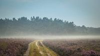 Karavaan heideschapen in de mist van Gerrit Veldman thumbnail