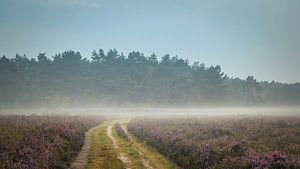 Karavaan heideschapen in de mist