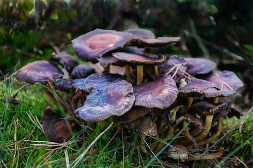 Violett von Cornelius Fontaine