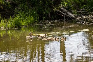 Des oies avec des poussins dans un fossé
