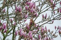 Magnolien zum Frühstück