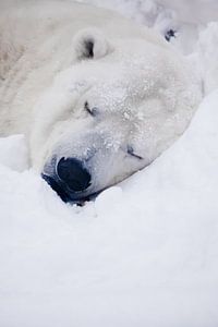 Ours polaire en sommeil, tête d'un ours polaire en sommeil sur Michael Semenov