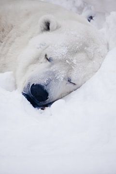 Polar bear sleep, head of a sleeping polar bear by Michael Semenov
