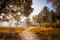 Mistige zonsopkomst