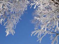 Snow on trees